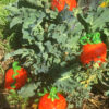 Pumpkin Head - Image 8