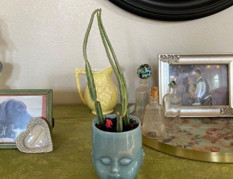 Blue Baby Head Cup with a cactus growing in it